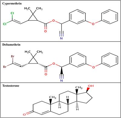 Androgen receptor signaling and pyrethroids: Potential male infertility consequences